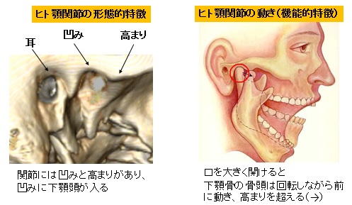 顎 が 外れ た 何 科